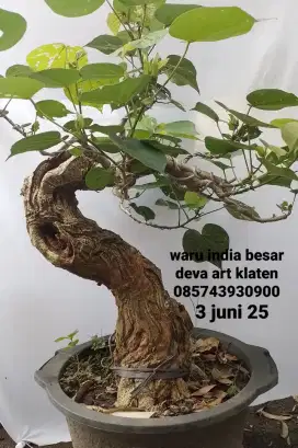 Bonsai bahan waru india
