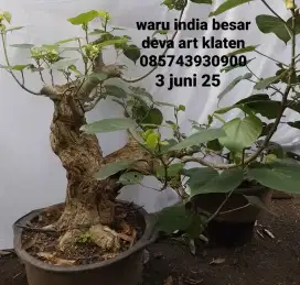 Bonsai bahan waru india besar