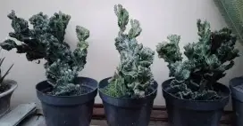 Kaktus lactea kristata jumbo