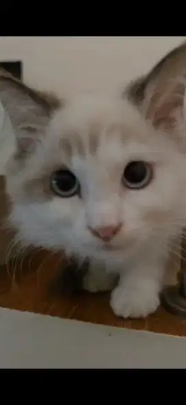 Rag Doll Jantan Kiten