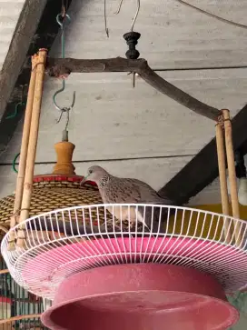 Jual burung derkuku kuk 2 murah