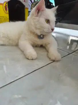 KUCING BETINA PERSIA MIX