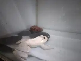 Bullfrog albino mata merah fengsui hoki panjang umur bisa raksasa