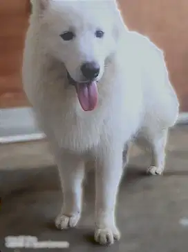 Pacak Anjing Samoyed
