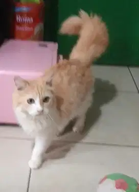 Kucing persia open adopsi