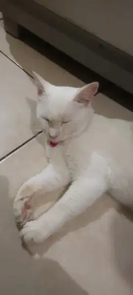 Kucing putih betina
