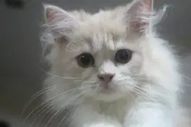 Kitten Persia Flatnose