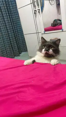 Lepas Adopsi Kucing Persia