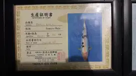 Jual ikan koi import jepang murah berkualitas bersertifikat asli japan