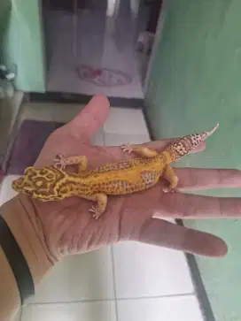 Dijual Gecko Leopard