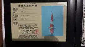Jual koi import jepang bersertifikat murah berkualitas