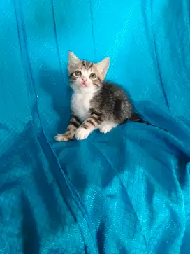 Kucing BSH British short hair Scottish longhair