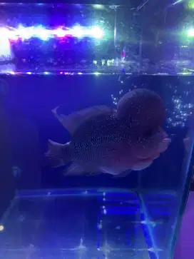 Jual ikan borongan