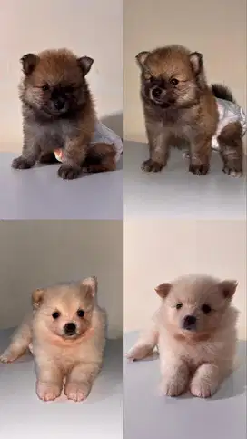 ANAKAN MINI POM ASLI HRGA NEGO