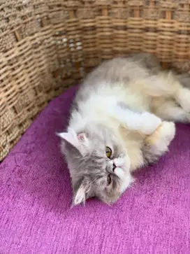 Kucing peaknose kitten