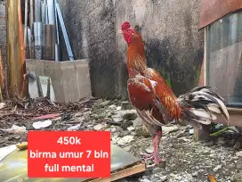 Ayam bangkok birma
