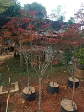 Jual pohon red maple