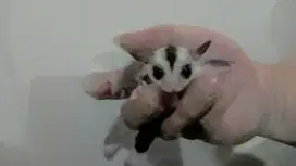 FLASH SALE DIJUAL MURAH BANGET Sugar Glider White Face