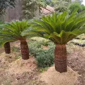 Jual pohon palem sikas