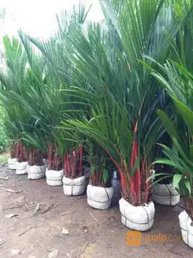 Jual pohon palem merah
