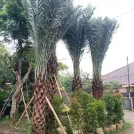 Jual Pohon kurma