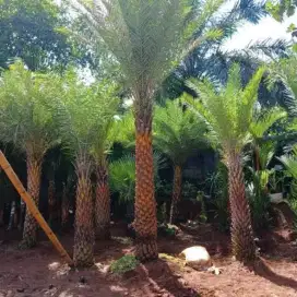 Jual pohon palem kenari
