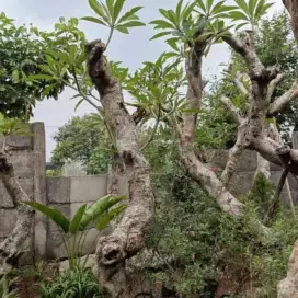 Jual pohon Kamboja posil