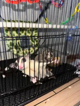 Open adopt sepasang Sugar Glider. Plus kandang dan accesories.