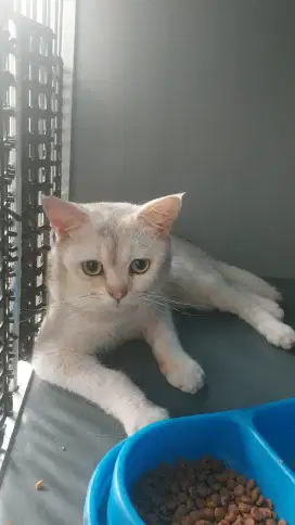 BSH JANTAN SILVER MINUS 1 TAHUN