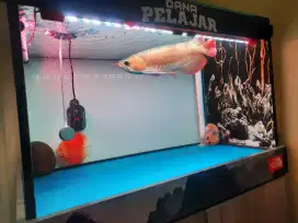 Aqurium kabinet full set ikan Arwana SR