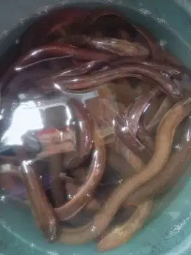 Jual belut tambak konsumsi