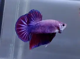 ikan cupang giant ungu