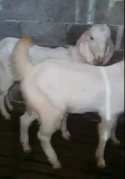 sepasang bakalan kambing etawa senduro 6 bulanan TB 70cm siap ternak
