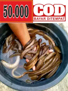 Jual belut segar bisa COD