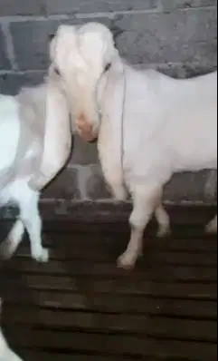 sepasang bakalan kambing etawa senduro 6 bulanan TB 70cm siap ternak