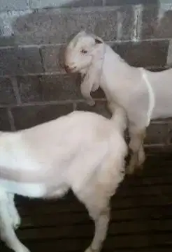 sepasang bakalan kambing etawa senduro 6 bulanan TB 70cm siap ternak