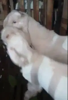 sepasang bakalan kambing etawa senduro 6 bulanan TB 70cm siap ternak