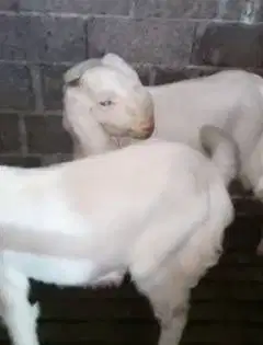 sepasang bakalan kambing etawa senduro 6 bulanan TB 70cm layak ternak