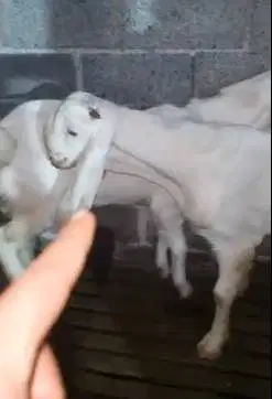 sepasang bakalan kambing etawa senduro 6 bulanan TB 70cm layak ternak