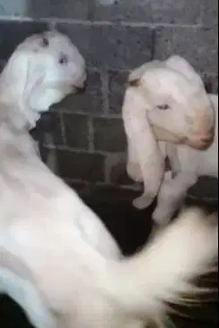 sepasang bakalan kambing etawa senduro 6 bulanan TB 70cm layak ternak