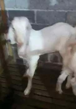 sepasang bakalan kambing etawa senduro 6 bulanan TB 70cm layak ternak