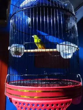 Burung Kenari Loper Gacor Full Sett