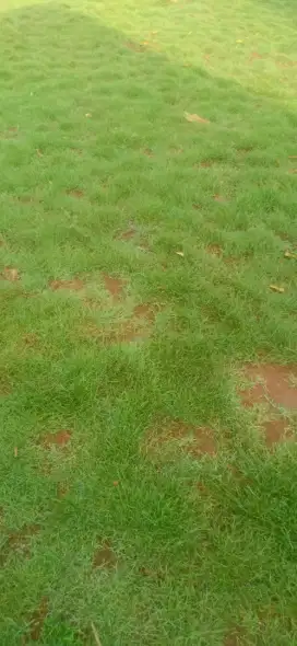 jual rumput jepang,rumput taman