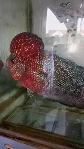 Louhan SRD merah jenong