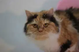 Persian betina birahi