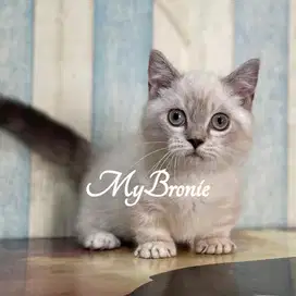 Kucing munchkin british 3 bulan