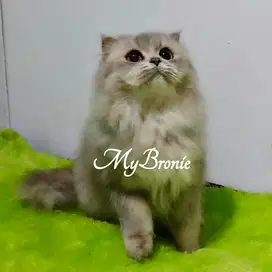 Kucing scottish highland fold betina 1 tahun