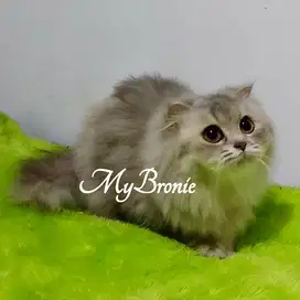 Kucing scottish highland fold betina 1 tahun