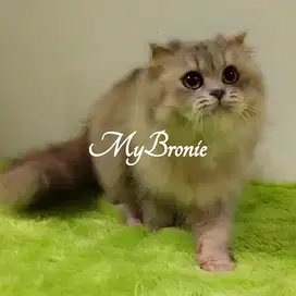Kucing scottish highland fold betina 1 tahun