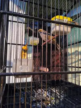 jual cucak rawa